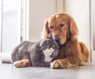 Cat and Dog photo 2