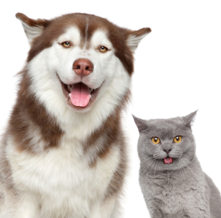Cat and Dog photo